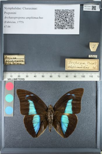 Media type: image;   Entomology 163805